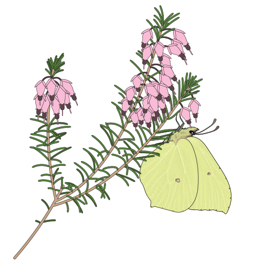 Brimstone-by-Paul-Veenvliet Vector illustration of a Brimstone butterfly, Gonepteryx rhamni on winter heath, Erica carnea