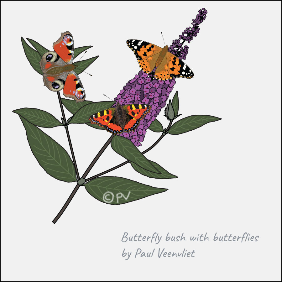 Vector illustration of a Butterfly bush, Buddleja davidii, with various butterflies.