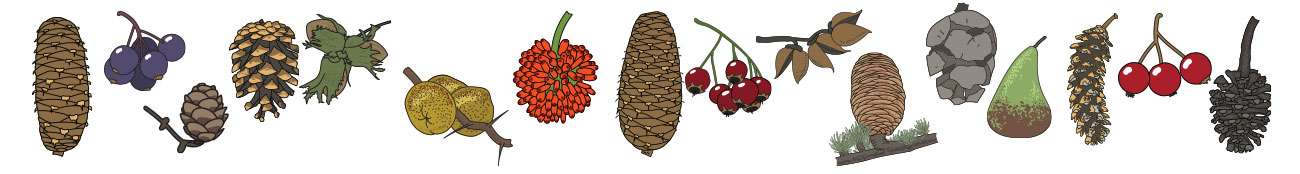 Vector illustrations of fruits, nuts and cones.