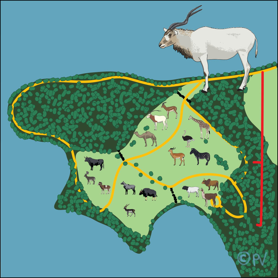 Vector drawing of a Map of the future of Brijuni zoo, with various mammals..
