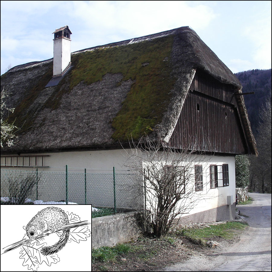 Dormouse drawing with a photo of an historical holiday home in Slovenia.
