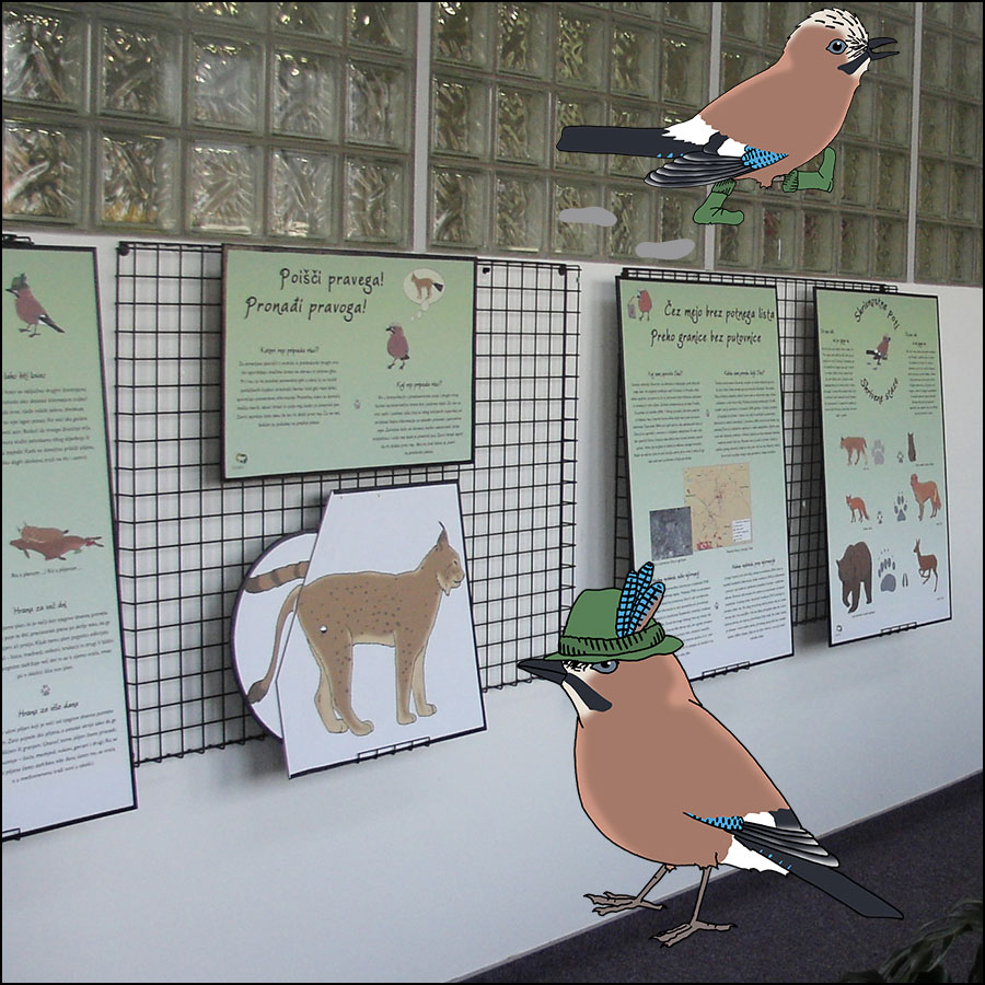 Funny drawings of Jayson the Jay, background is a photo of the exhibition where they are used.
