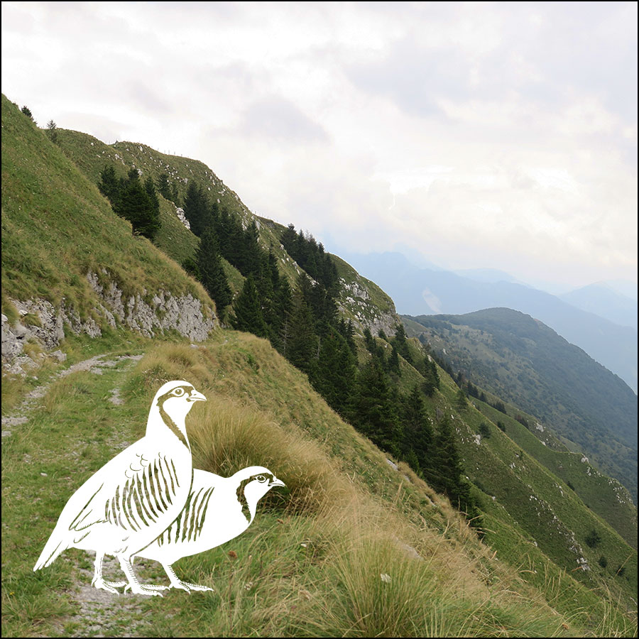 Drawings of Rock partridge Alectoris graeca in front of a photo of the birds habitat.