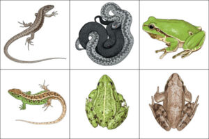 Link to amphibian reptile and fish illustrations