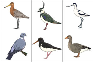 Link to bird illustrations
