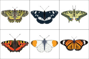 Link to butterfly illustrations