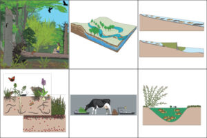 Link to illustrations which explain ecology