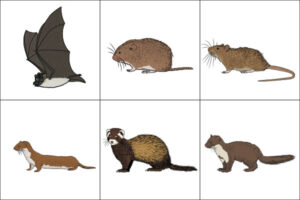 Link to mammal illustrations