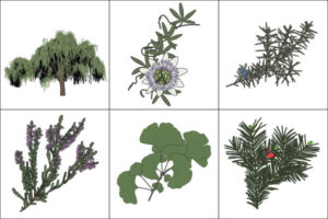 Link to illustrations of plants