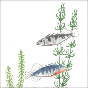 a childhood drawings of three-spined sticklebacks, small fish which are common in the Netherlands