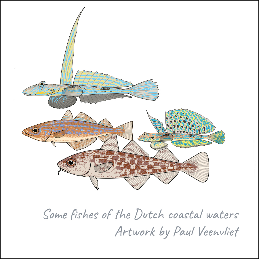 Coastal fishes-by-Paul-Veenvliet Coastal fishes-by-Paul-Veenvliet
